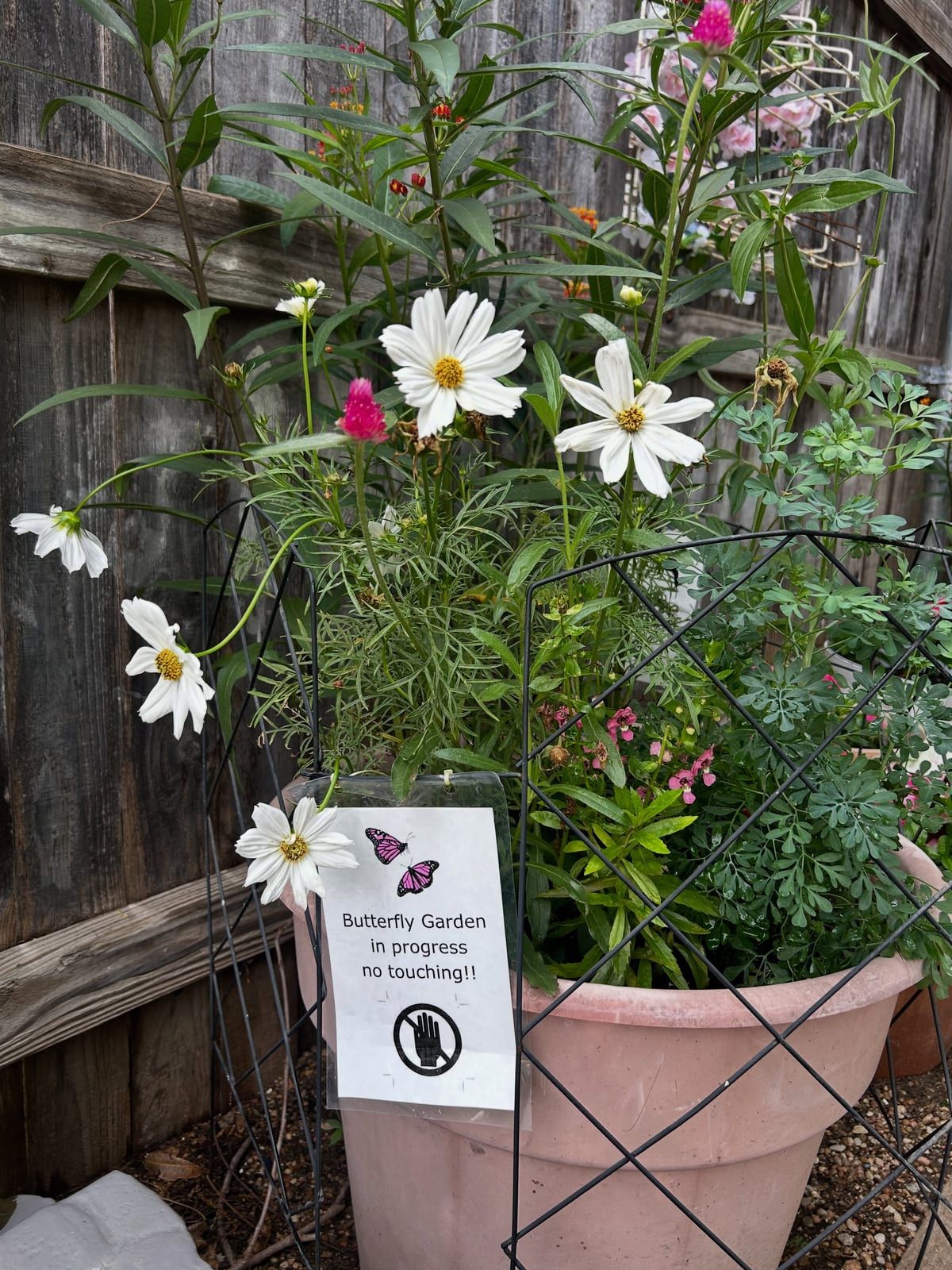 A butterfly garden of white cosmos and flowering plants in a pot by a wooden fence, with a sign asking visitors not to touch.
