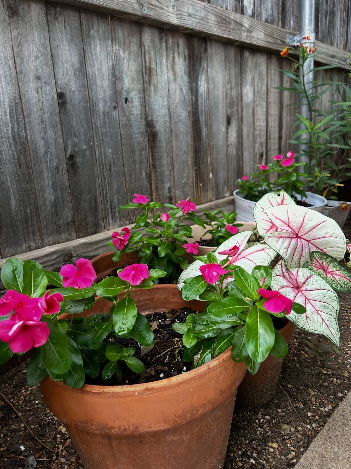 Pink periwinkles and pink-and-white caladium leaves in a terracotta pot by a wooden fence.